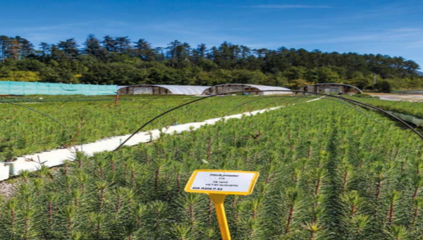 Pépinières : stabiliser la demande